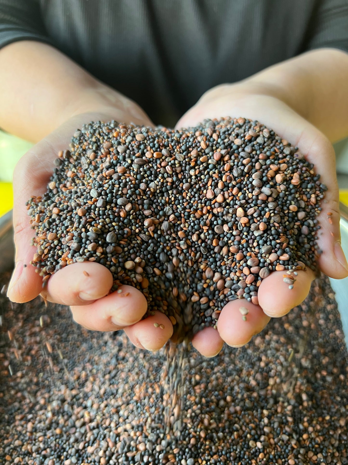 Microgreen Seeds Salad Mix
