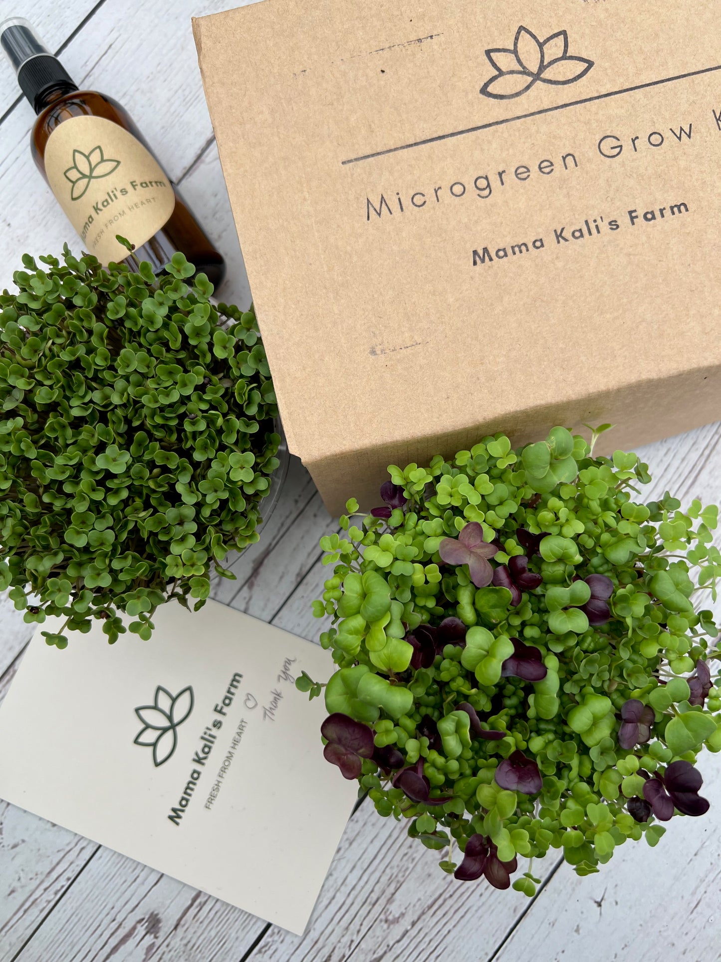 Microgreen Grow Kit