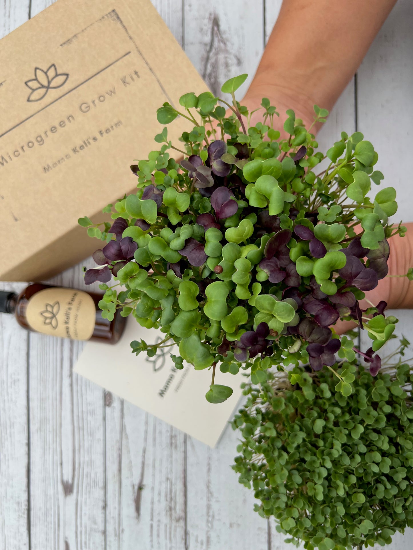 Microgreen Grow Kit