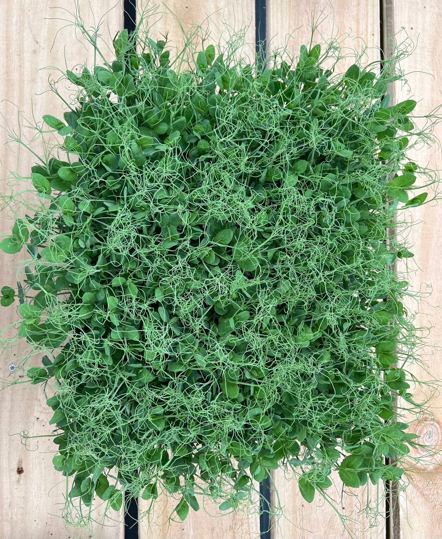 Microgreen Pea Shoot 50g