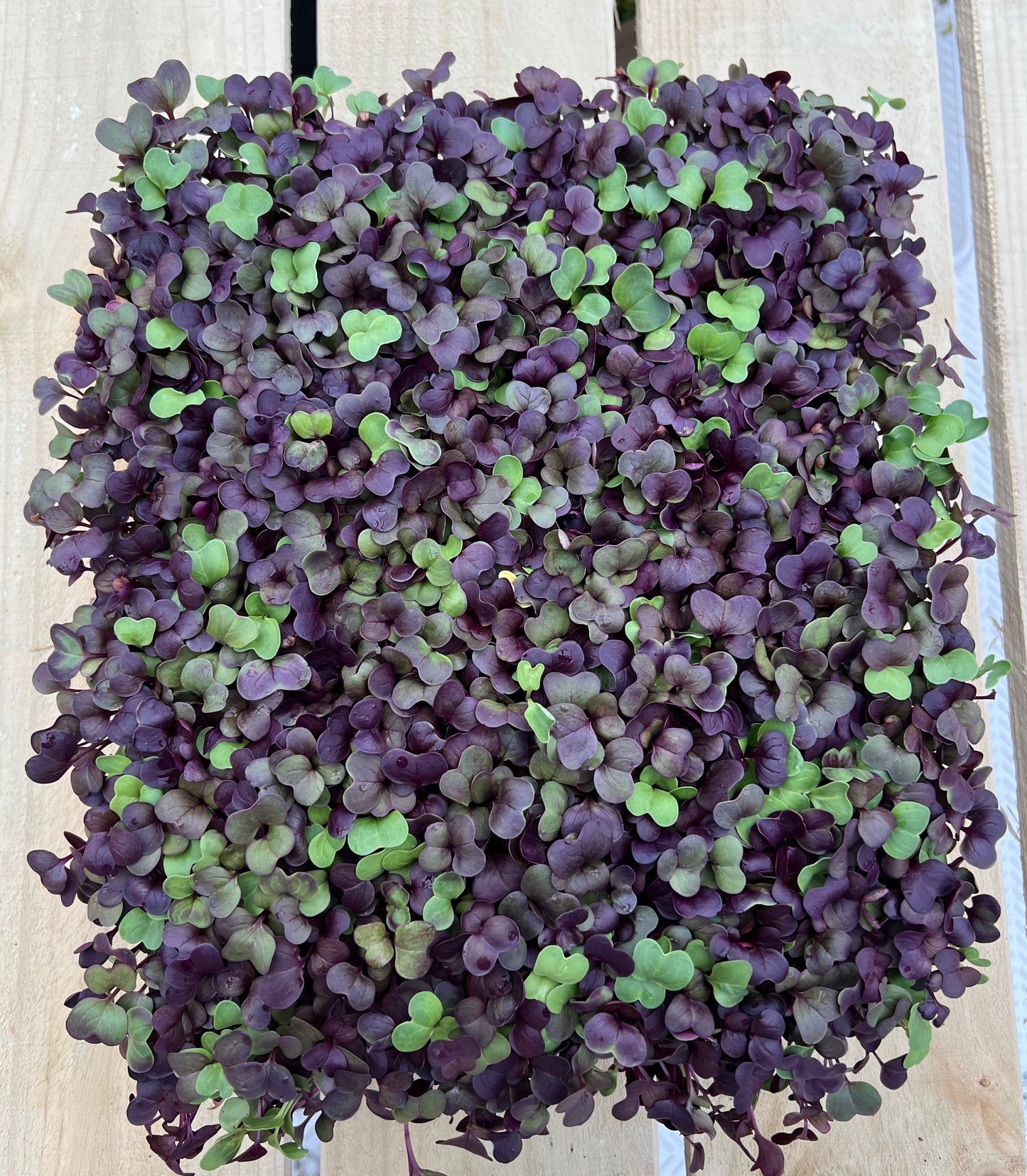 Microgreen Radish Mix 45g