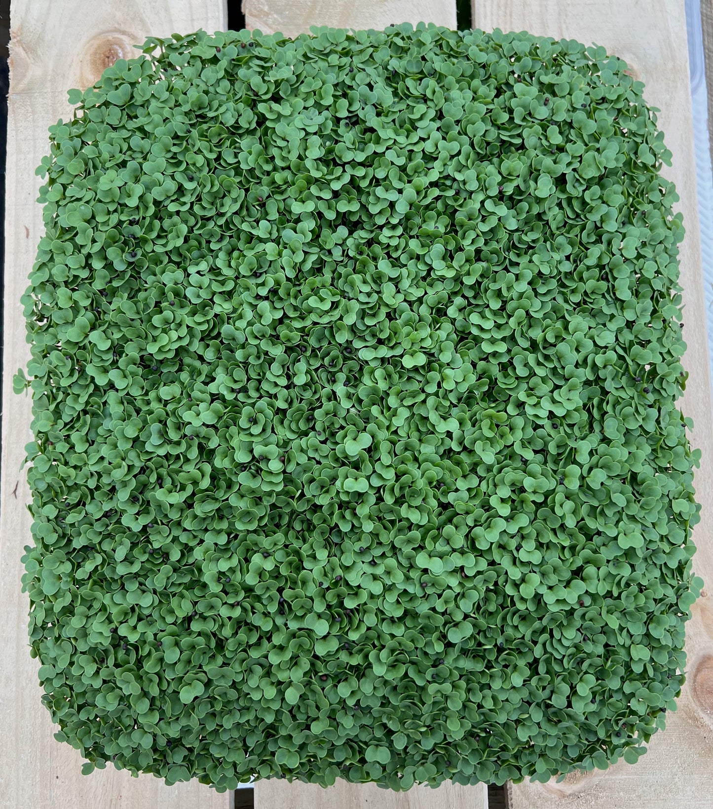 Microgreen Broccoli 50g