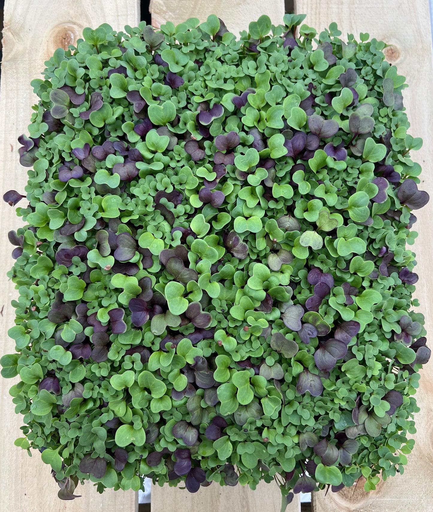Microgreen Salad Mix 85g