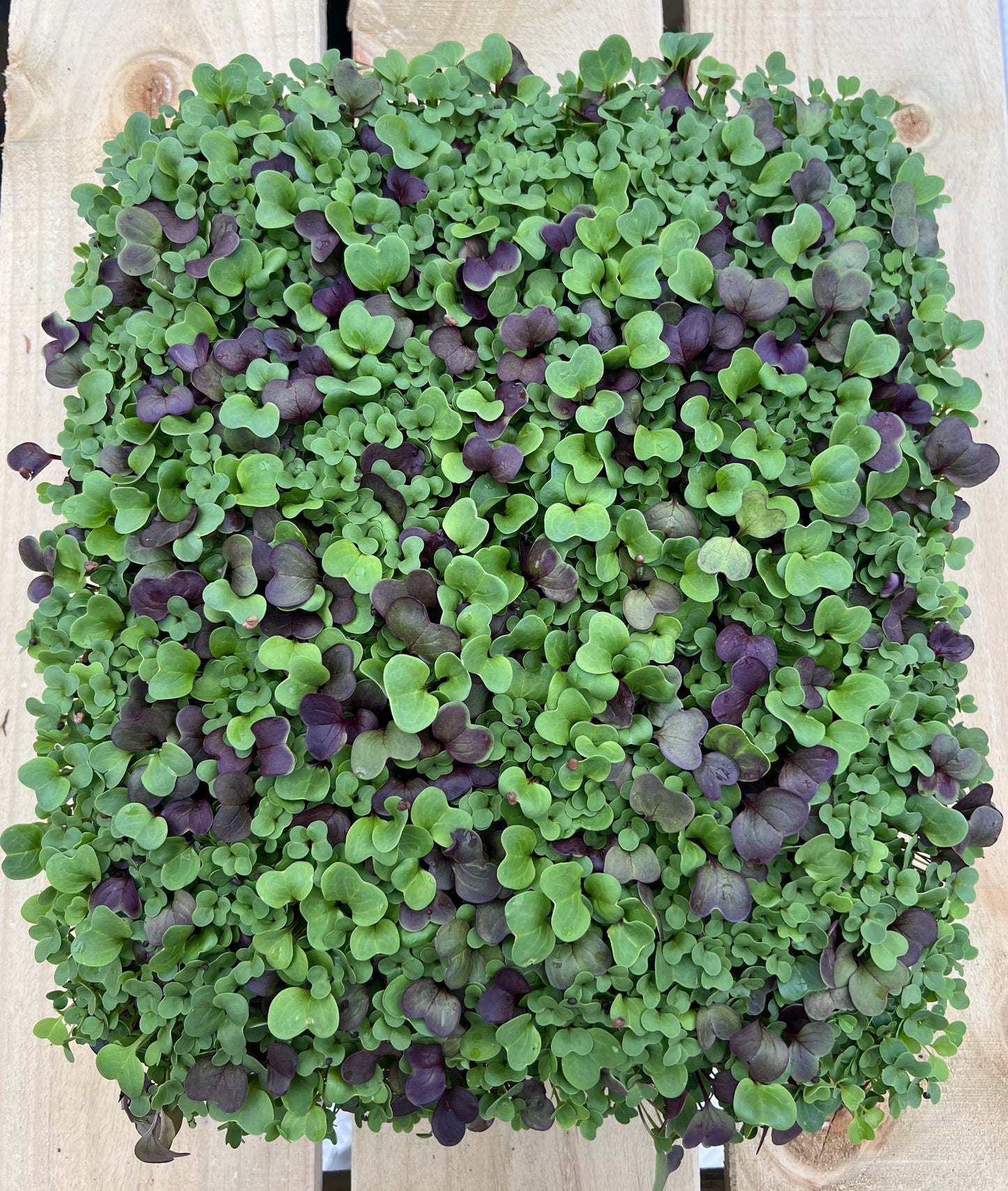 Microgreen Salad Mix 50g