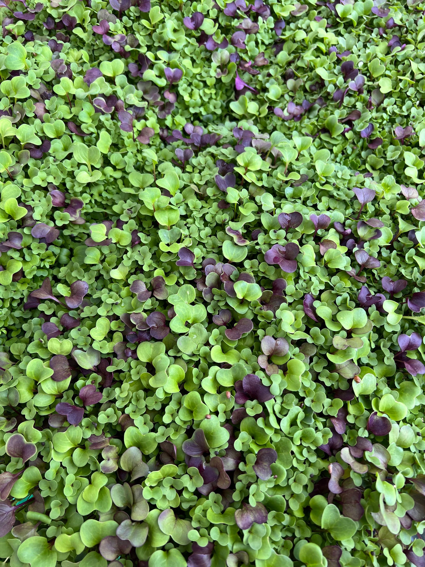 Microgreen Seeds Salad Mix