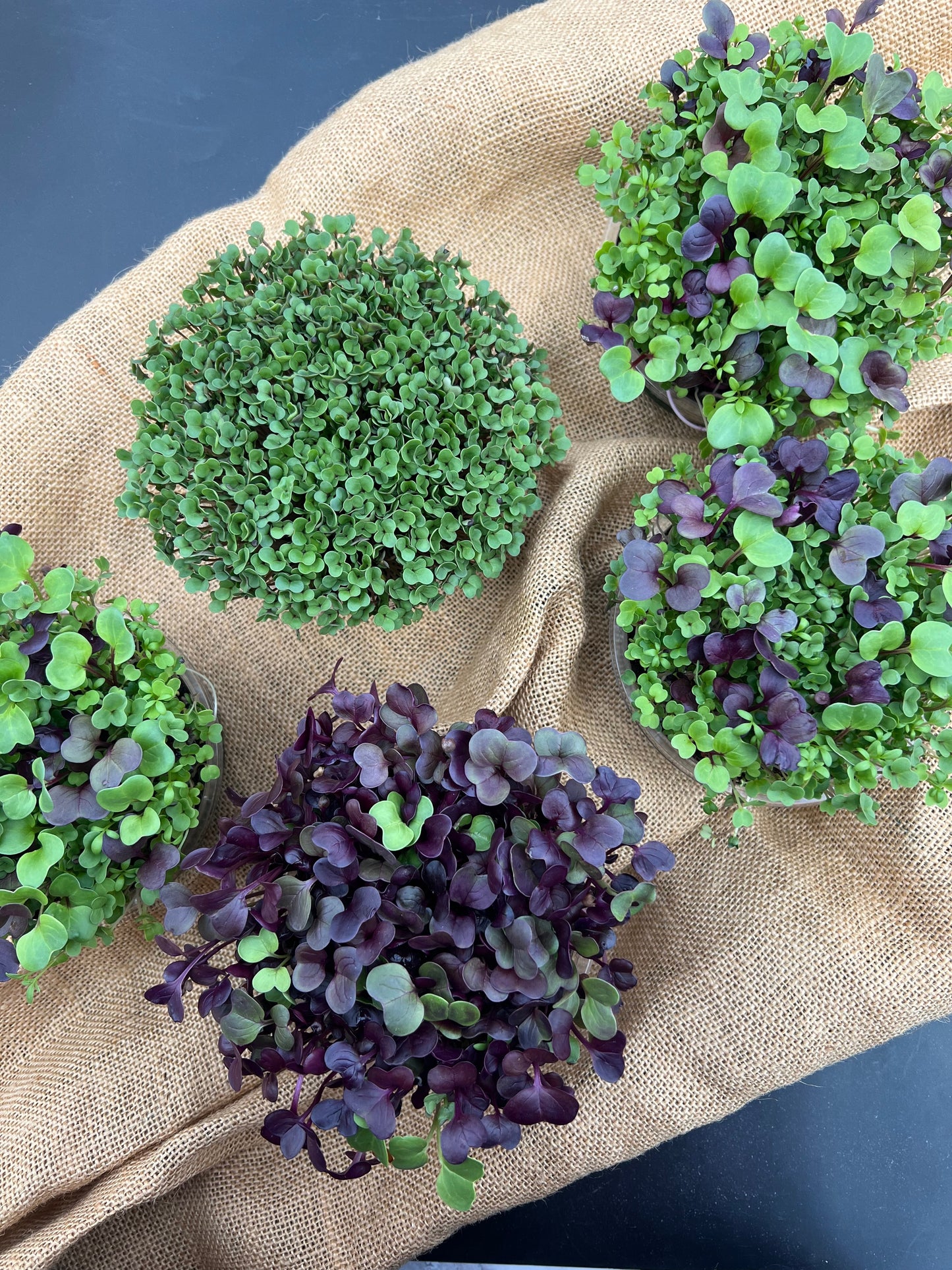 Microgreen Soil Mix