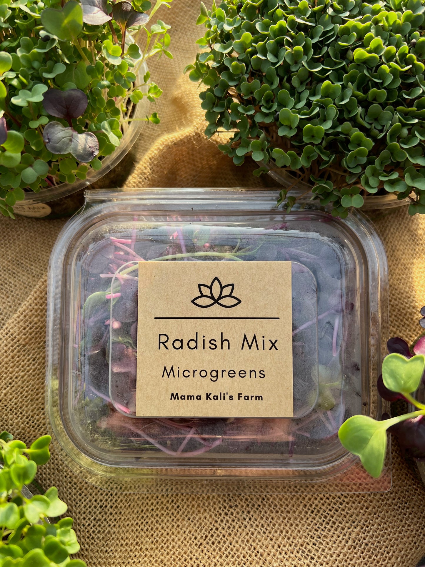 Microgreen Radish Mix 50g