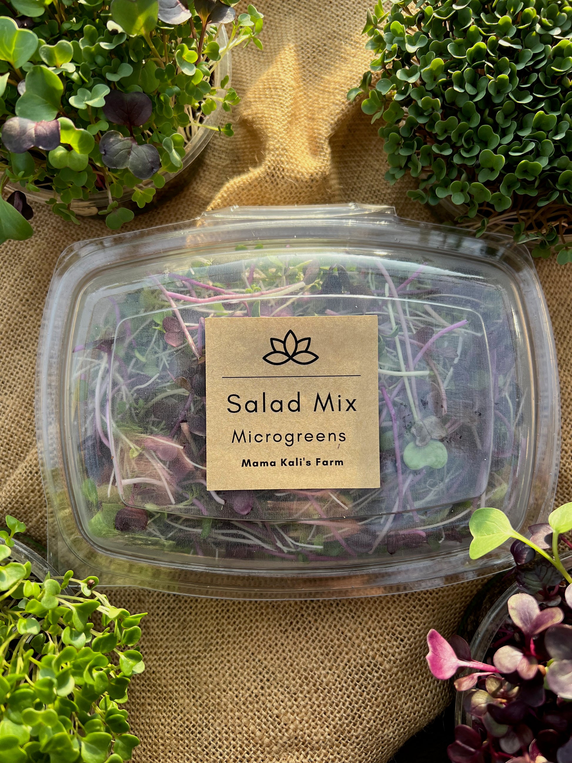 14+ Microgreen Salad Price Microgreen Salad Mix 85g – MamaKali'sFarm